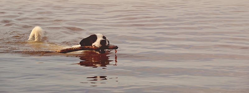 Improved Background Behavior